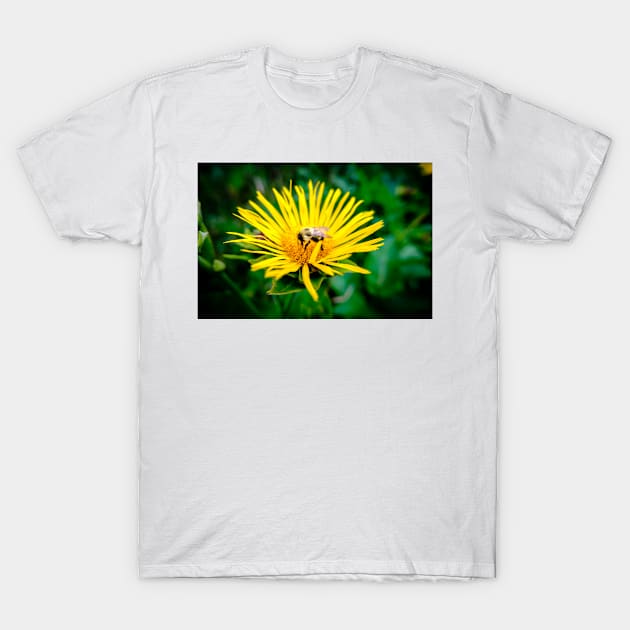 Bee On Elecampane Flower 3 T-Shirt by Robert Alsop